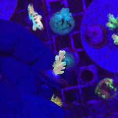 A close-up underwater photograph of a small coral polyp under blue and purple aquarium lighting, with reef structures and other corals in the background.