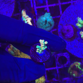 RRC Jaw Dropper Acropora 1