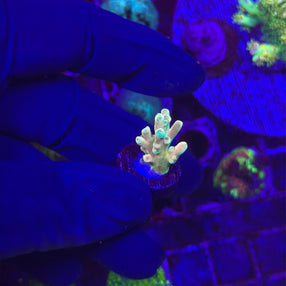 A small pale coral fragment held between gloved hands under blue aquarium lighting, with other corals blurred in the background.