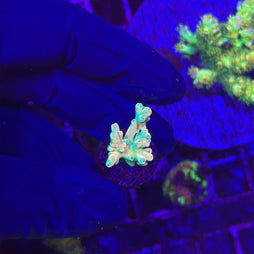 A small coral fragment, likely an Acropora species, displayed on a piece of coral plug held by a hand wearing a black glove under blue aquarium lighting. The coral exhibits pale mint-green and white branching structures.