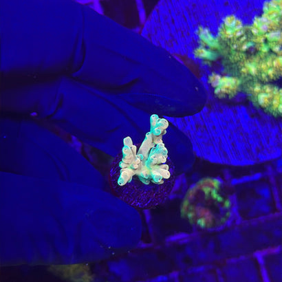 A small coral fragment, likely an Acropora species, displayed on a piece of coral plug held by a hand wearing a black glove under blue aquarium lighting. The coral exhibits pale mint-green and white branching structures.