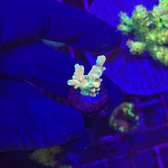 A small pale coral fragment resting on a person's gloved fingers under strong blue aquarium lighting, with reef tiles and other corals visible in the background.