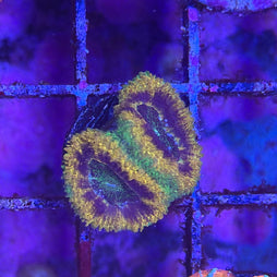 Mardi Gras Acan Coral