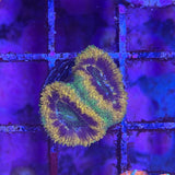 Mardi Gras Acan Coral