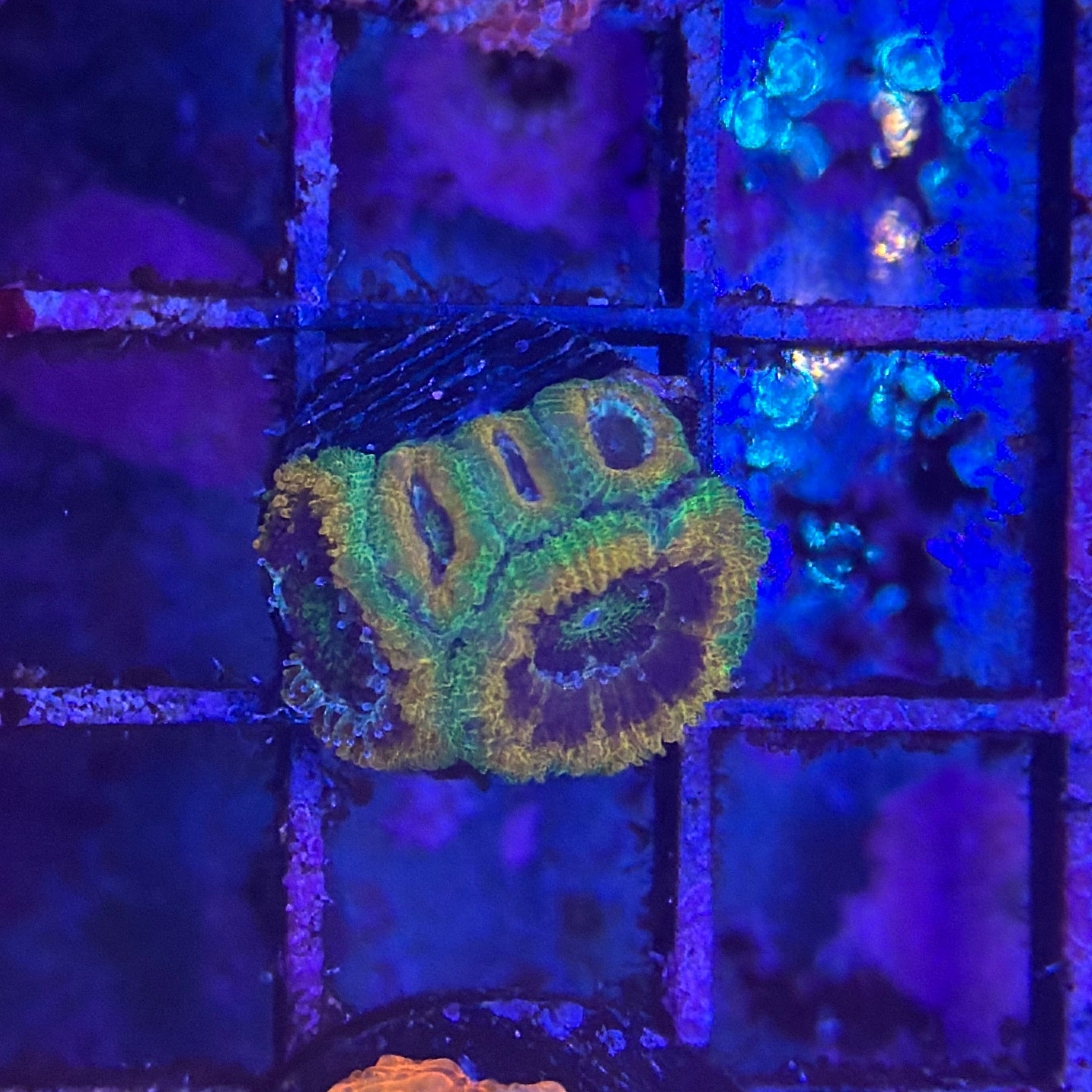 Mardi Gras Acan Coral 3