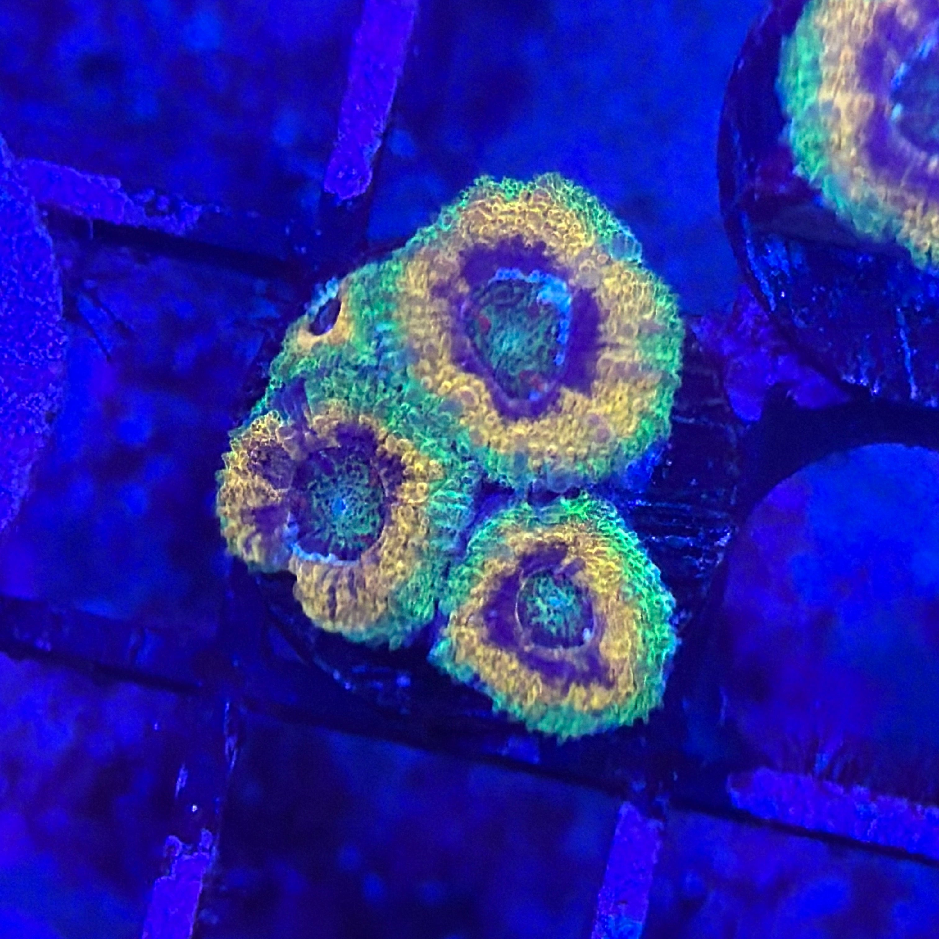 Mardi Gras Acan Coral 2