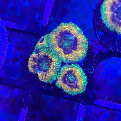 Mardi Gras Acan Coral 2