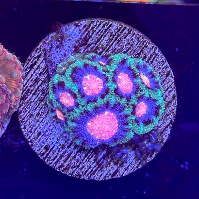 Cotton Candy Micromussa