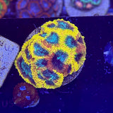 Yellow Submarine Favia