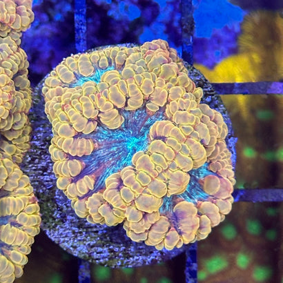 Tangerine Passion Blasto