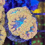 Tangerine Passion Blasto