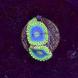 Rainbow Rhino Zoa