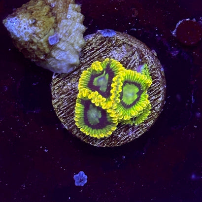 Yoda Zoa
