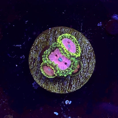 Pink Diamond Zoa