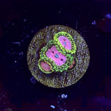Pink Diamond Zoa