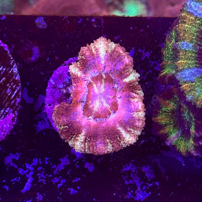 Red Asian Acan
