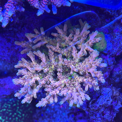 RRC Jaw Dropper Acropora Coral