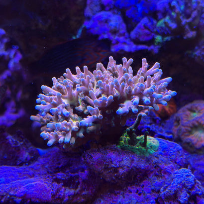 RRC Jaw Dropper Acropora Coral