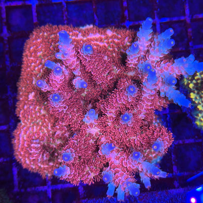 TGC Cherry Bomb Acropora Coral