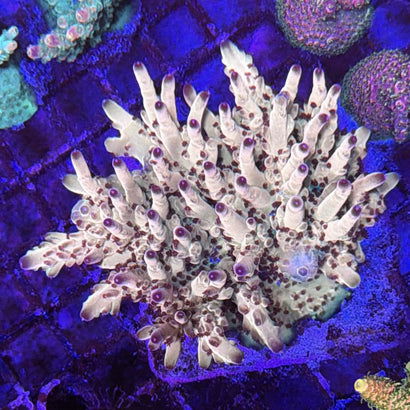 Tusi's Rainbow Granulosa Acropora Coral