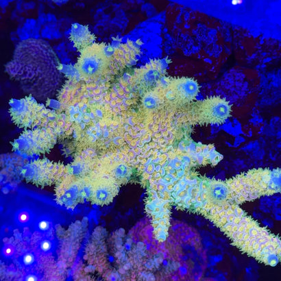 BigR Walt Disney Tenuis Acropora Coral
