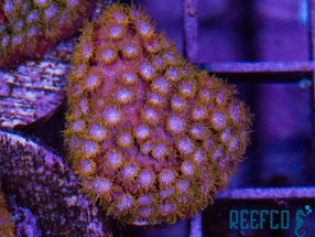 4 Color Cyphastrea