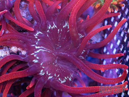 Black Widow Anemone
