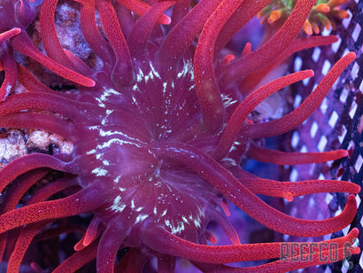 Black Widow Anemone