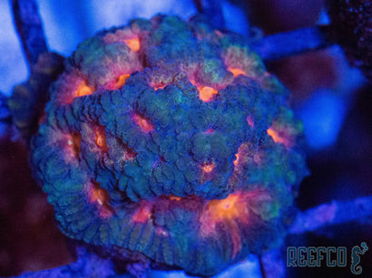 CC Space Cakes Favia