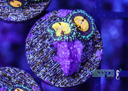 Transform Your Aquarium With The Best Zoas 