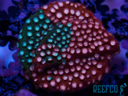 Fender Bender Cyphastrea