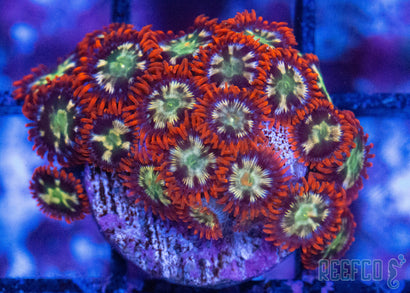 Firestorm Zoanthids