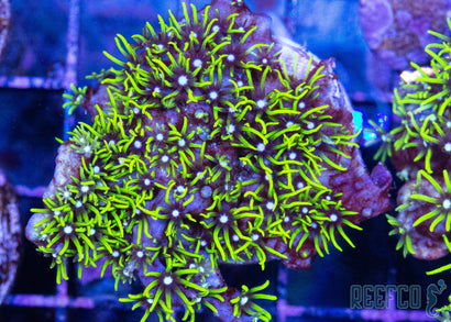 Green Star Polyps