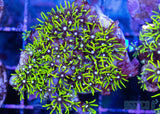 Green Star Polyps