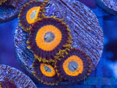 Scrambled Egg Zoas