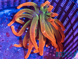 Chicago Sunburst Anemone