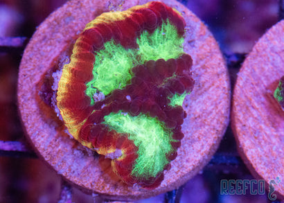 JF_psycho_rainbow_rim