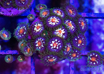 JF Star Gazer Zoanthids