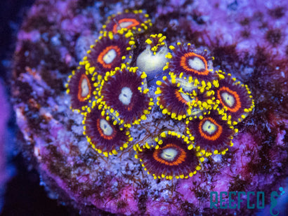 Jawbreakers Zoas