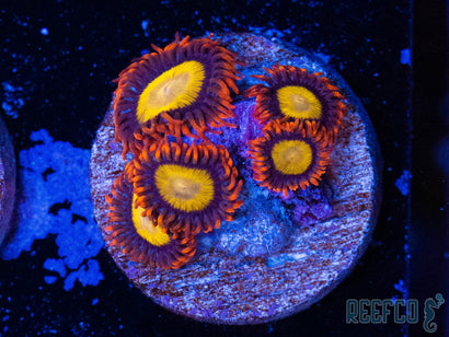 Mandarin Orange Zoa