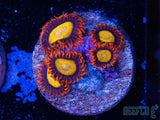 Mandarin Orange Zoa