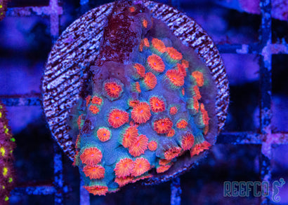 Meteor Shower Cyphastrea