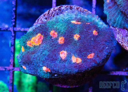 Miami Hurricane Chalice