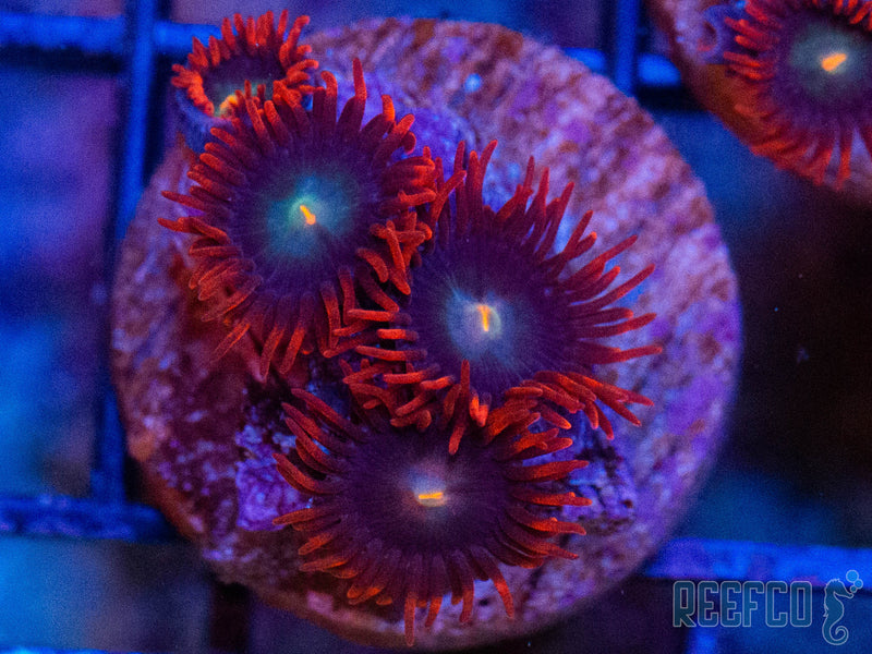 ZOA Punk_Rocker_zoa_800x.jpg?v=