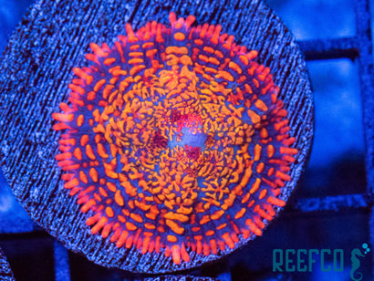 Rainbow Rhodactus Shroom