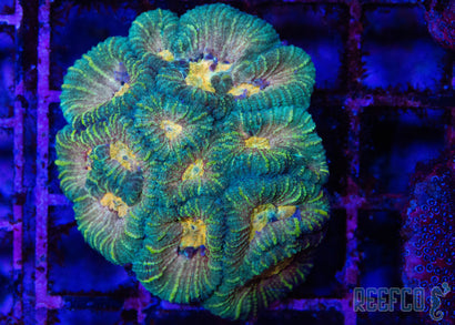 Reef Titan Favia