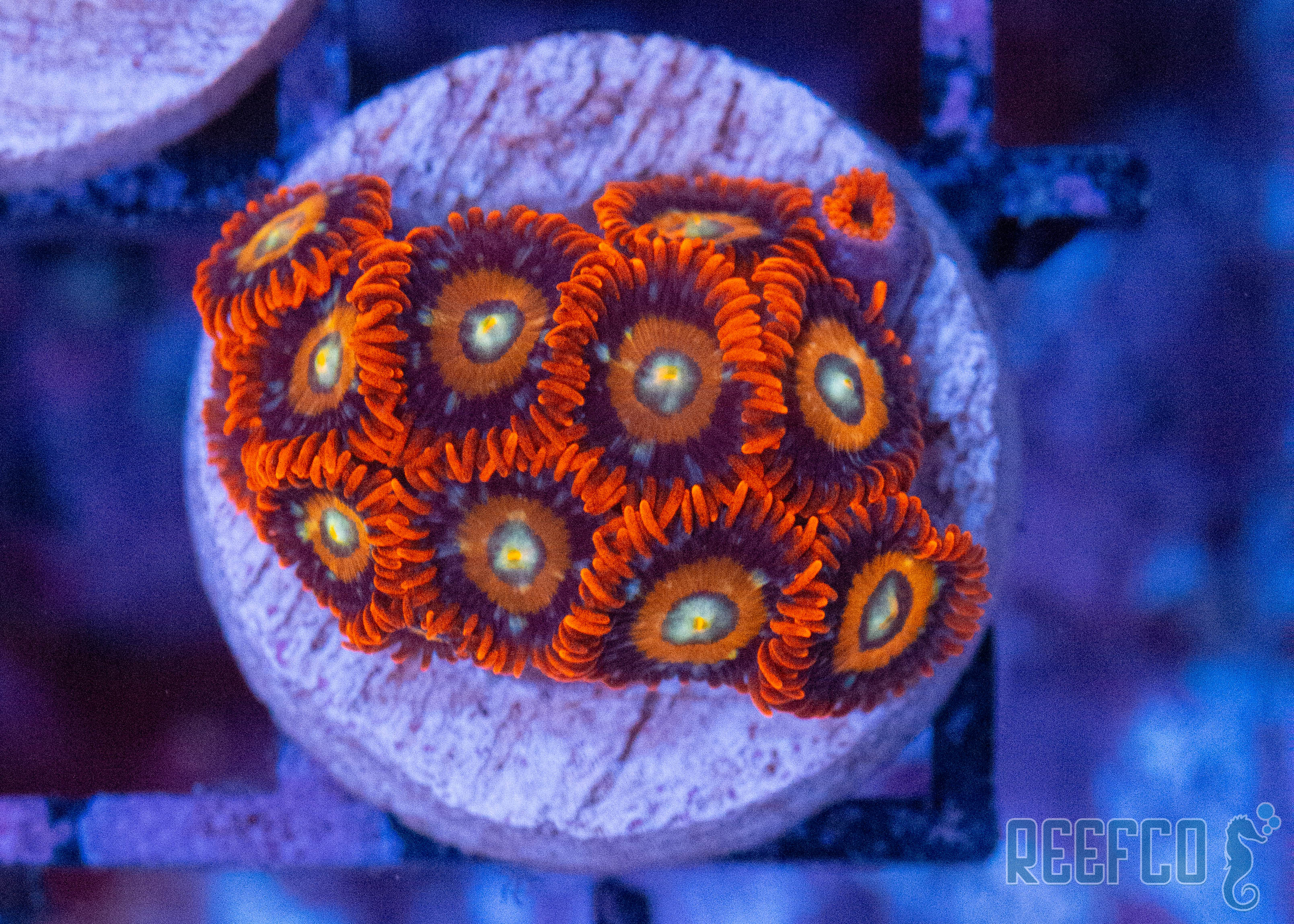 Speckeld Fire and Ice Zoanthids