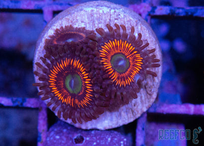 Ultra Gobstopper Paly