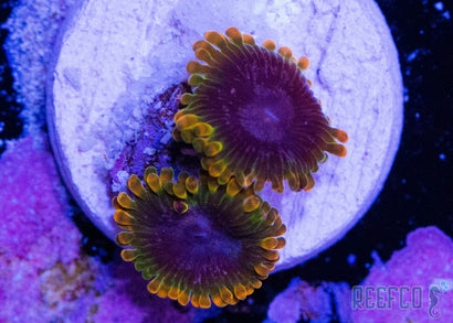 JF Acid Reflux Zoanthid