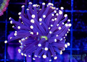 Aquacultured Indo Torch